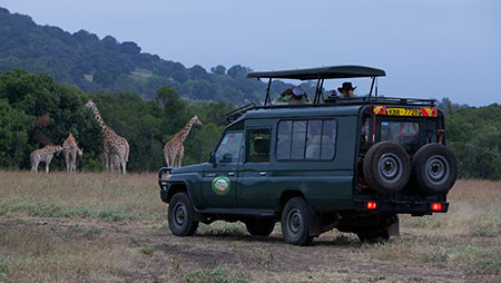 Safari Drive